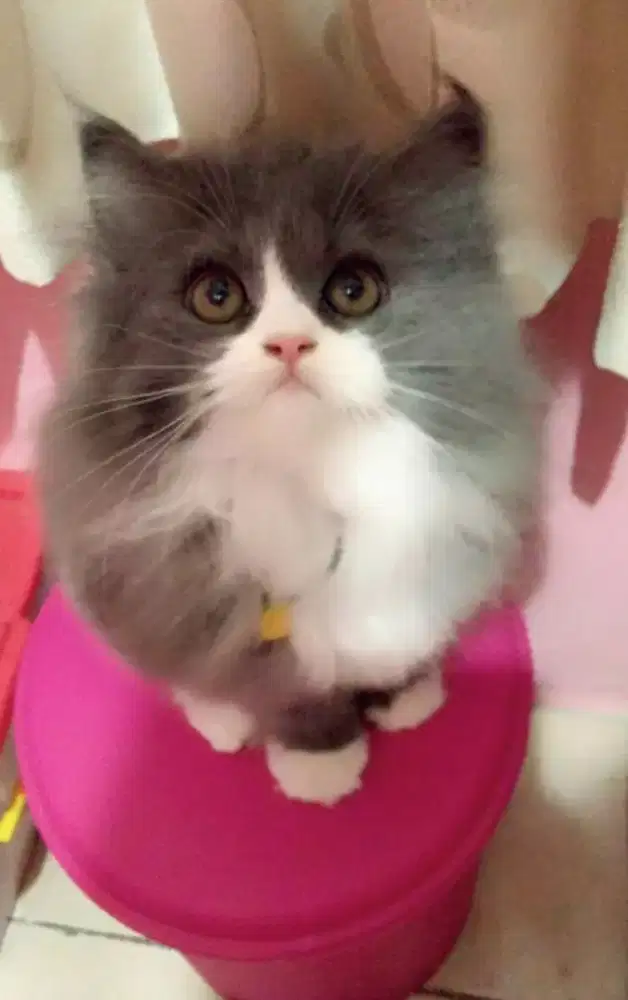 Gorooming Jasa memandikan kucing salon (Grooming)