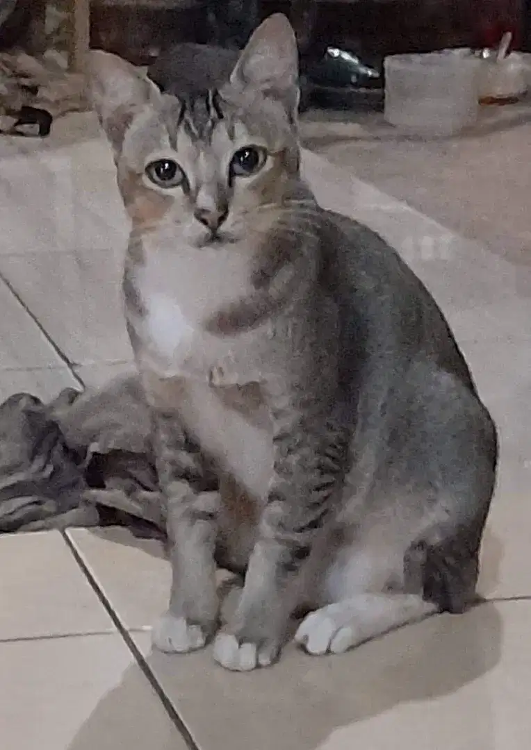 Kucing Persia medium peaknose flatnose betina birahi