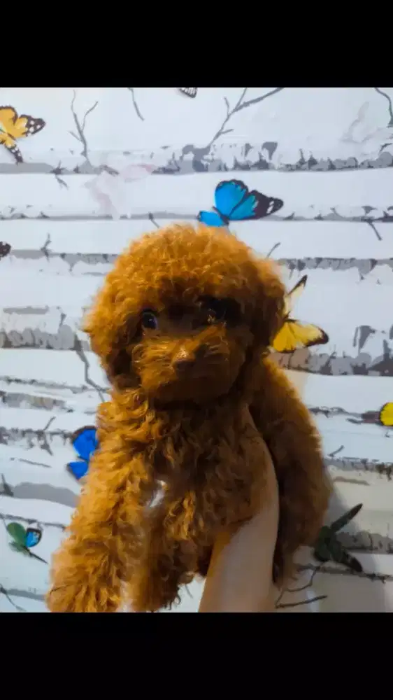 Anakan Tiny Poodle Red, Fawn, White, Black & Silver Toy Poodle Murah