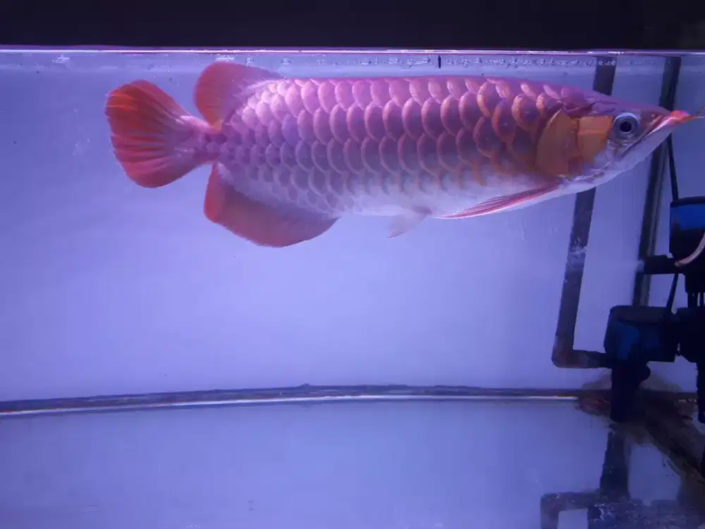 Ikan Arwana Super Red di Indonesia - OLX Murah Dengan Harga Terbaik