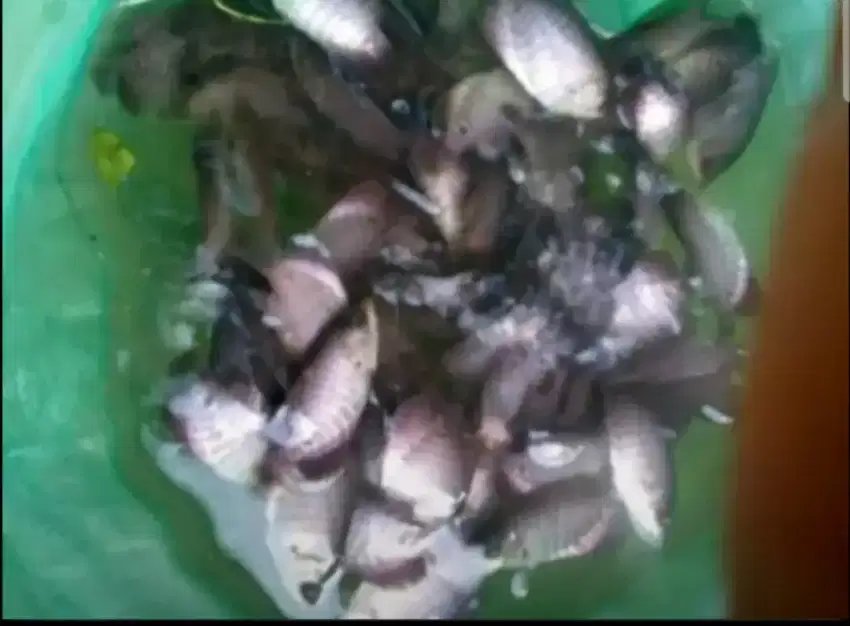 Bibit ikan gurame termurah