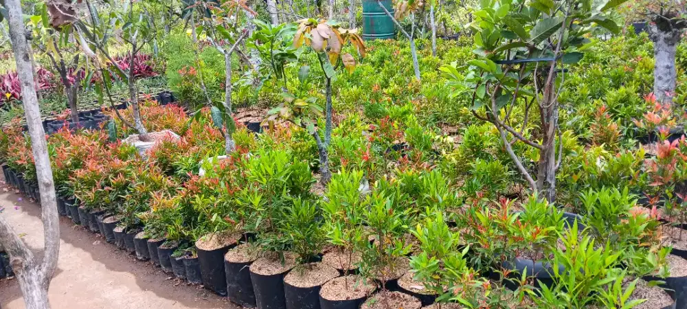 Jual Tanaman Untuk Proyek