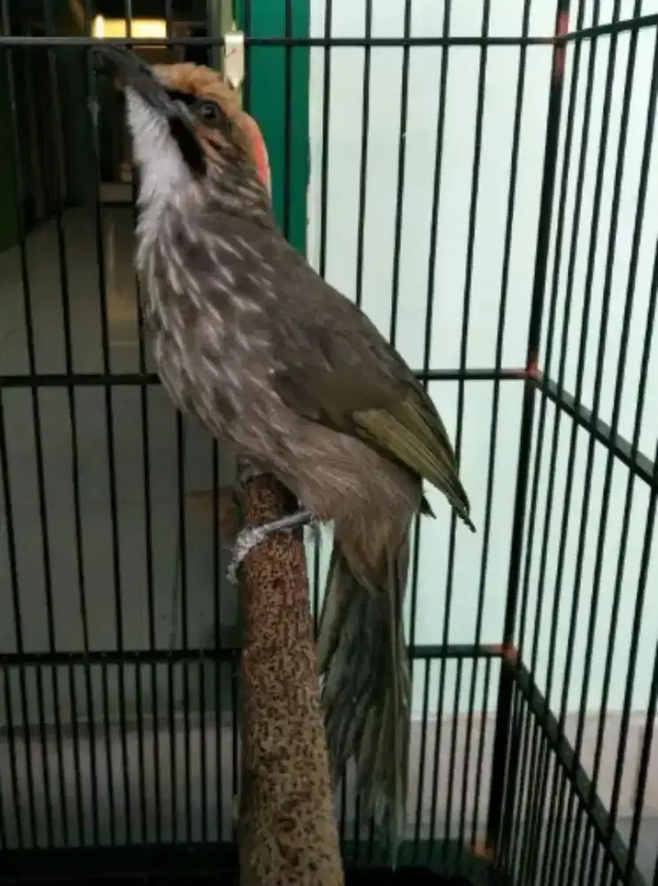 Burung cucak Rowo remaja dewasa gacor mewah