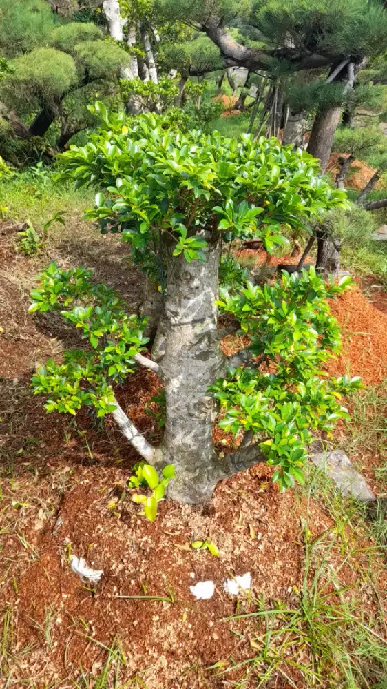 Jual pohon karet munding