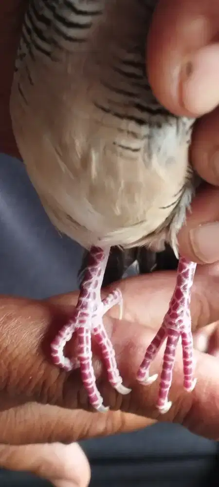 Perkutut Rojo wono   jogo boyo