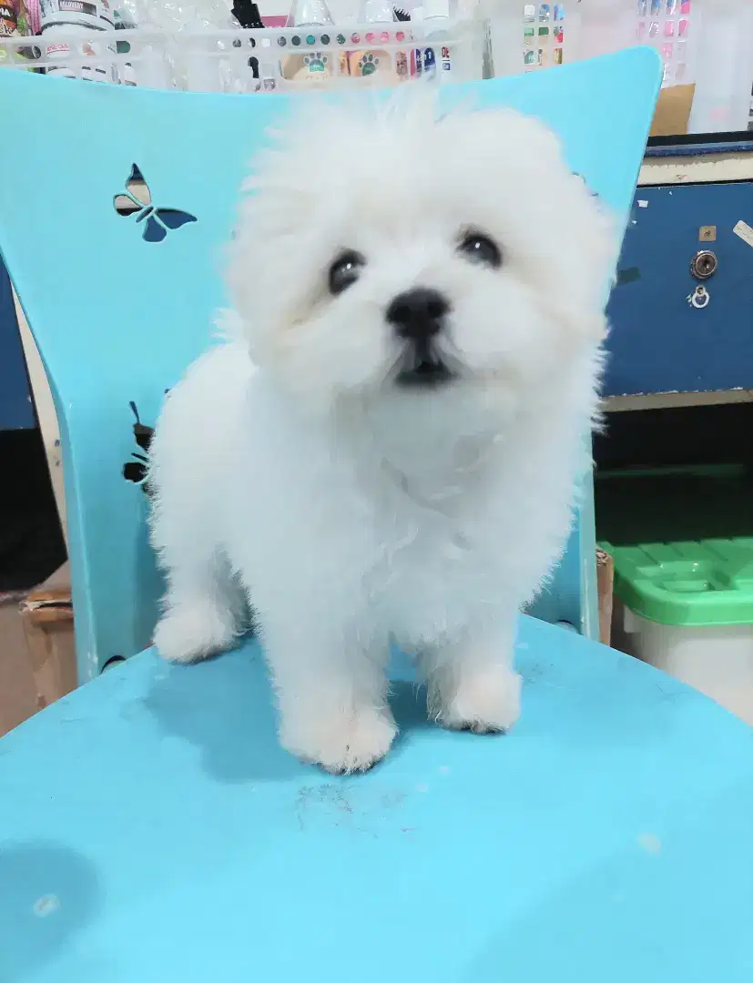 Anak anjing Maltese Poodle Bichon ShihTzu Murah