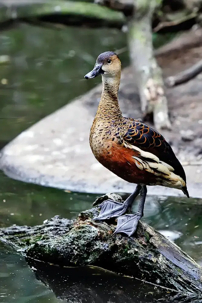 Burung belibis aviary istimewa