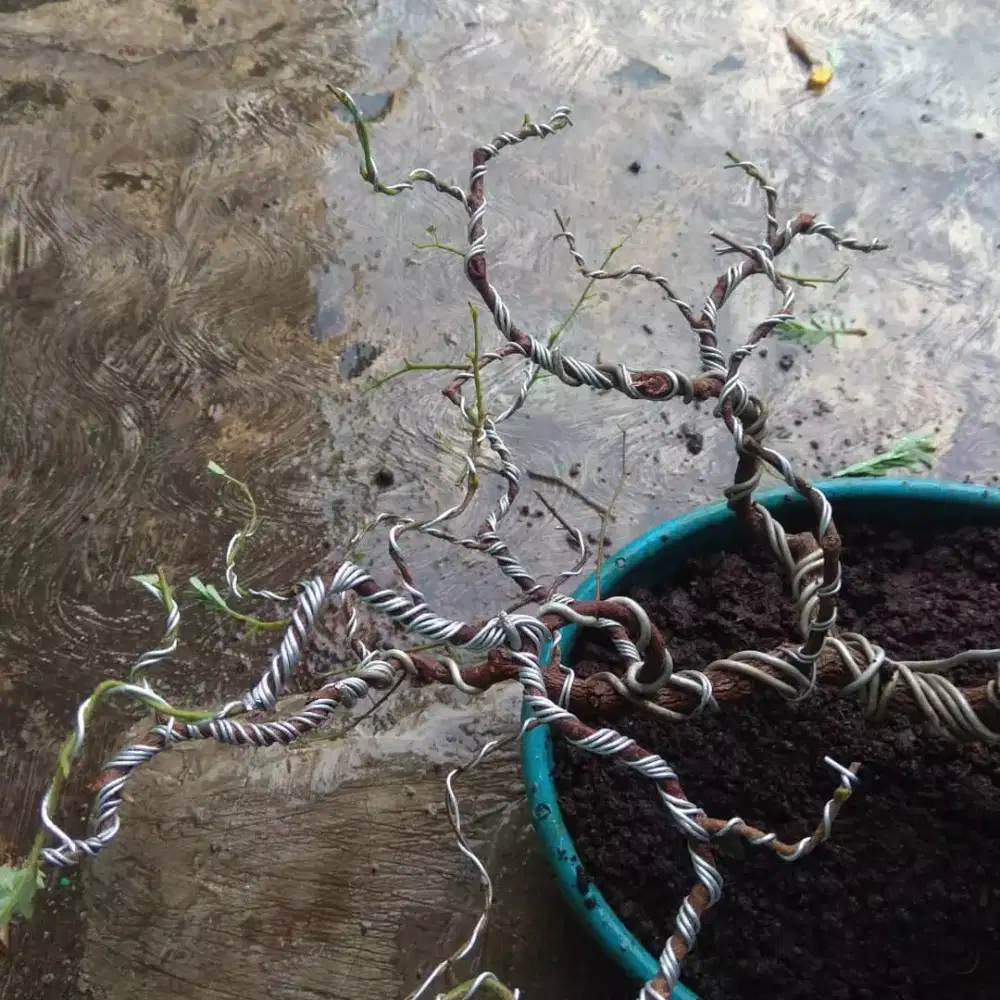 Pohon asem bahan bonsai