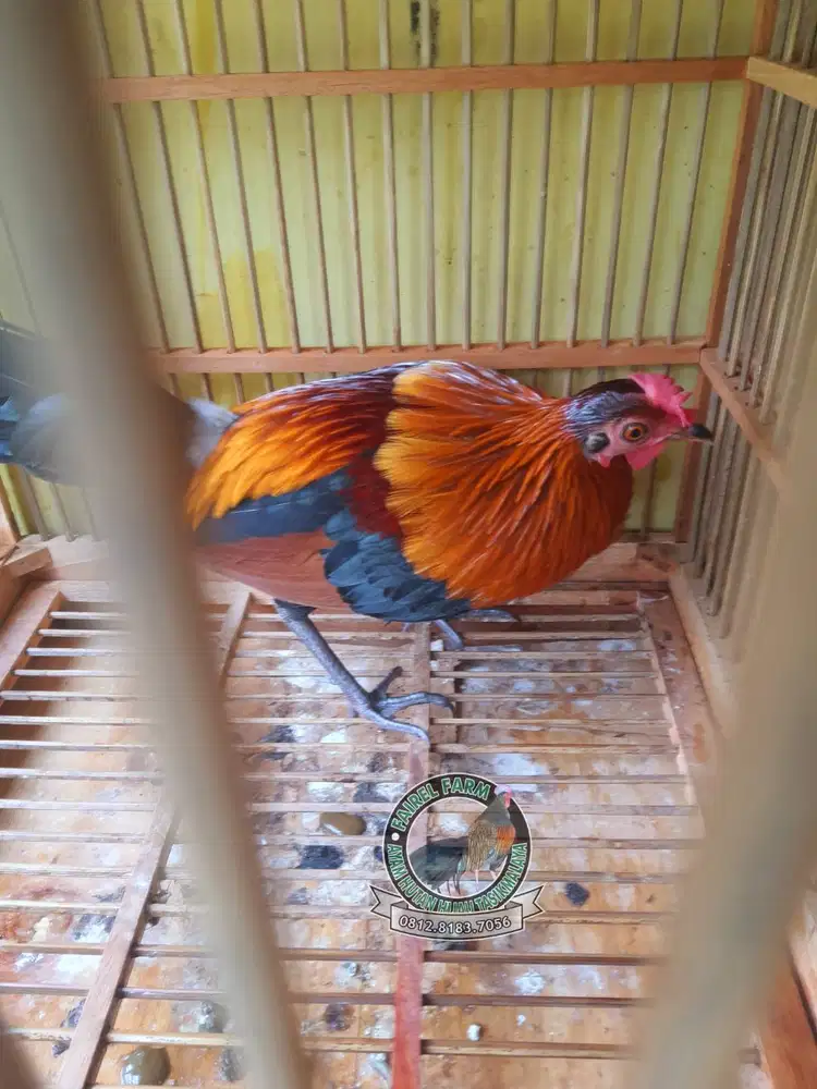 Jual ayam hutan merah jawa jinak ayam hutan merah kasintu
