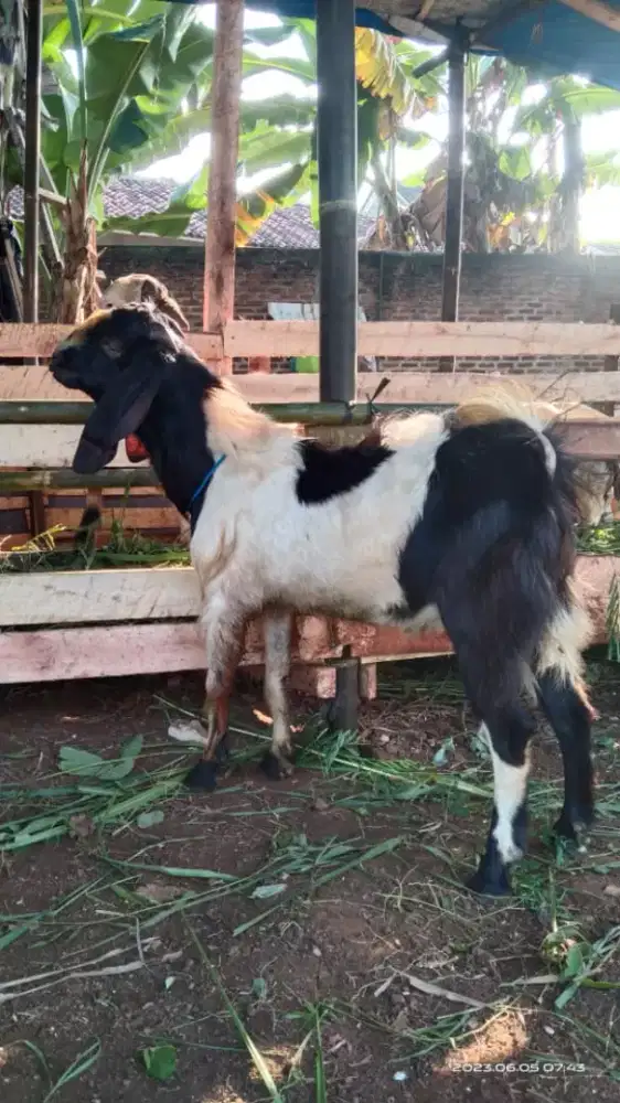 Kambing Aqiqah terbaik 2024