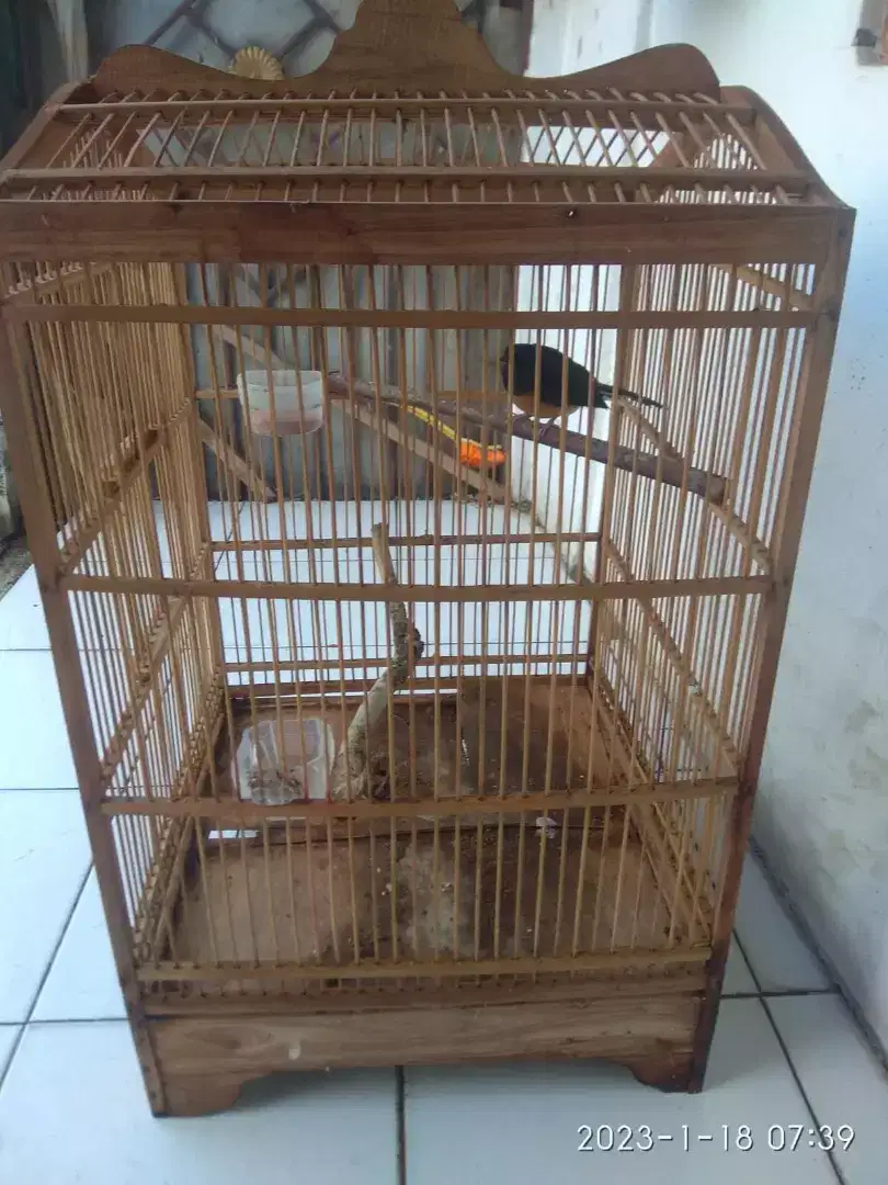 Burung murai anakan Medan