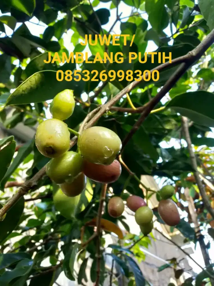 Bibit pohon JUWET/ JAMBLANG PUTIH