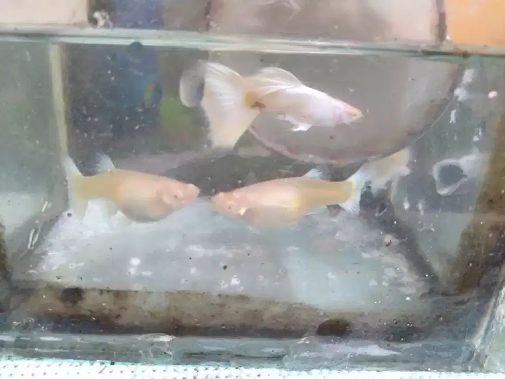 Guppy AFP albino full platinum