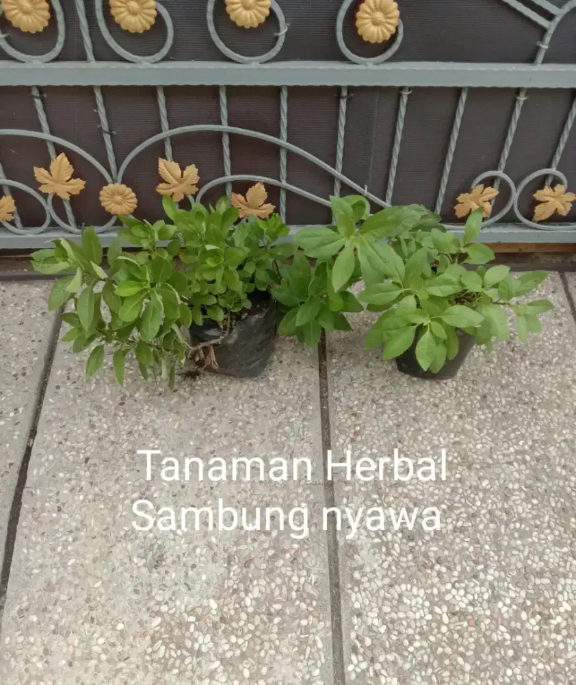 Tanaman Herbal Sambung Nyawa