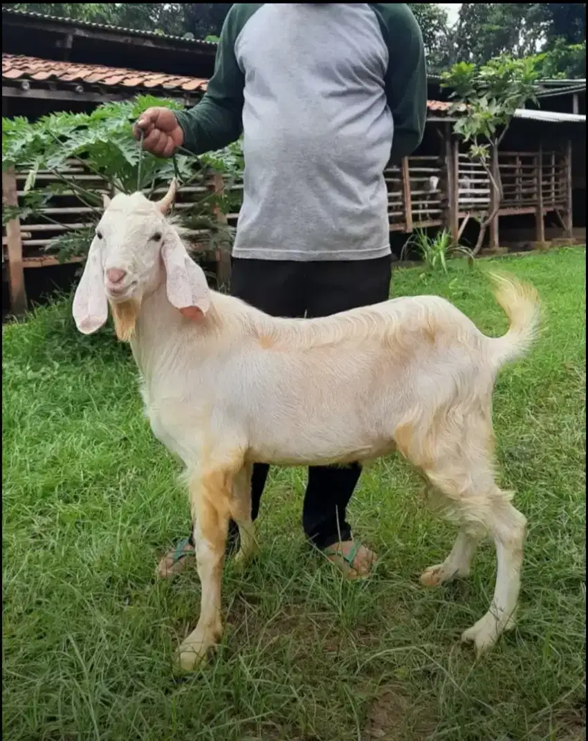 Kambing dan Domba Aqiqah dan Qurban Murah