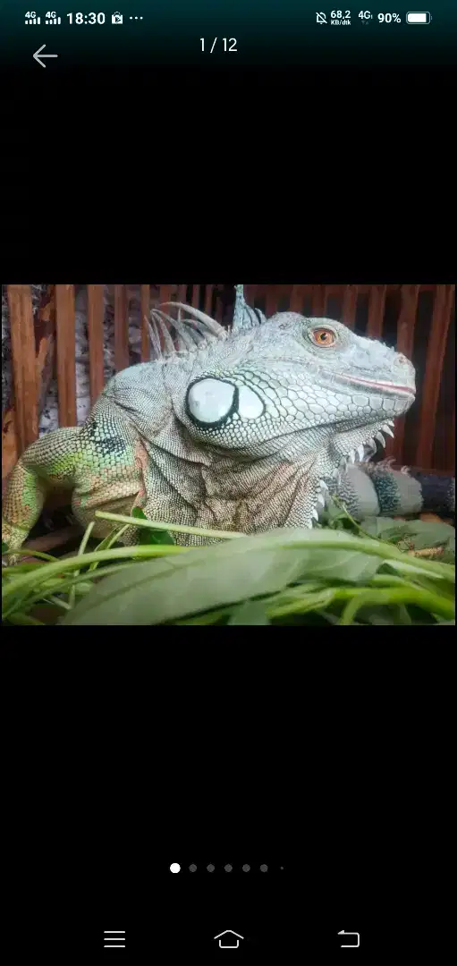 JUAL GREEN IGUANA INDUKAN JANTAN JINAK,MULUS,SEHAT