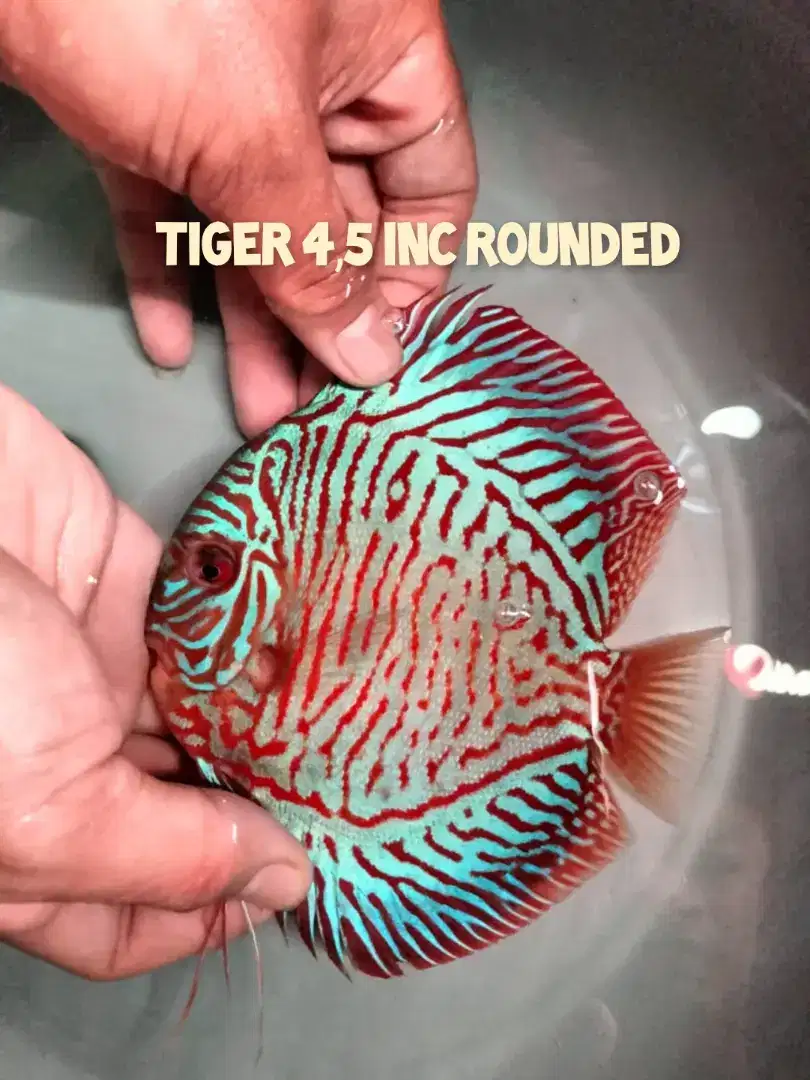 Ikan Discus Tiger Jantan 4,5 inch