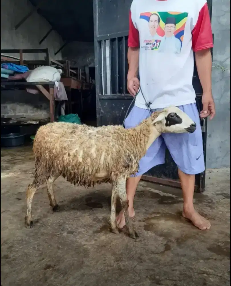Jual Kambing Aqiqah Murah / Kambing dan Domba Jantan dan Betina