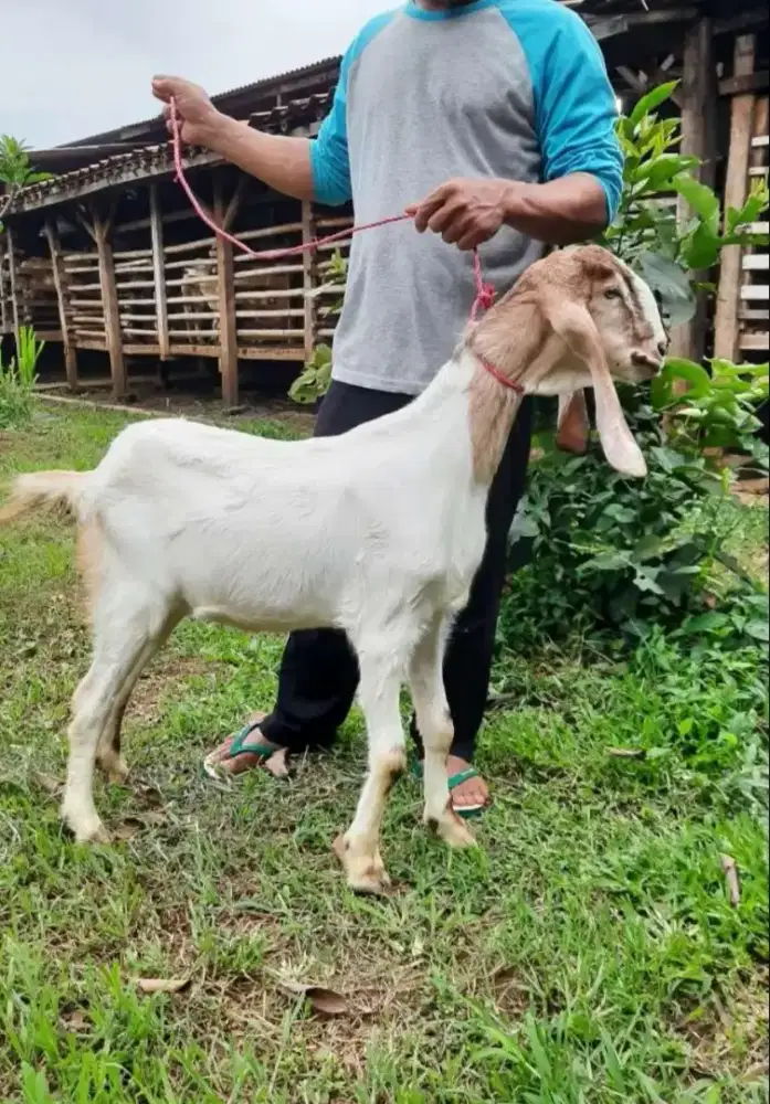 Jual Kambing Aqiqah Murah / Kambing dan Domba Jantan dan Betina