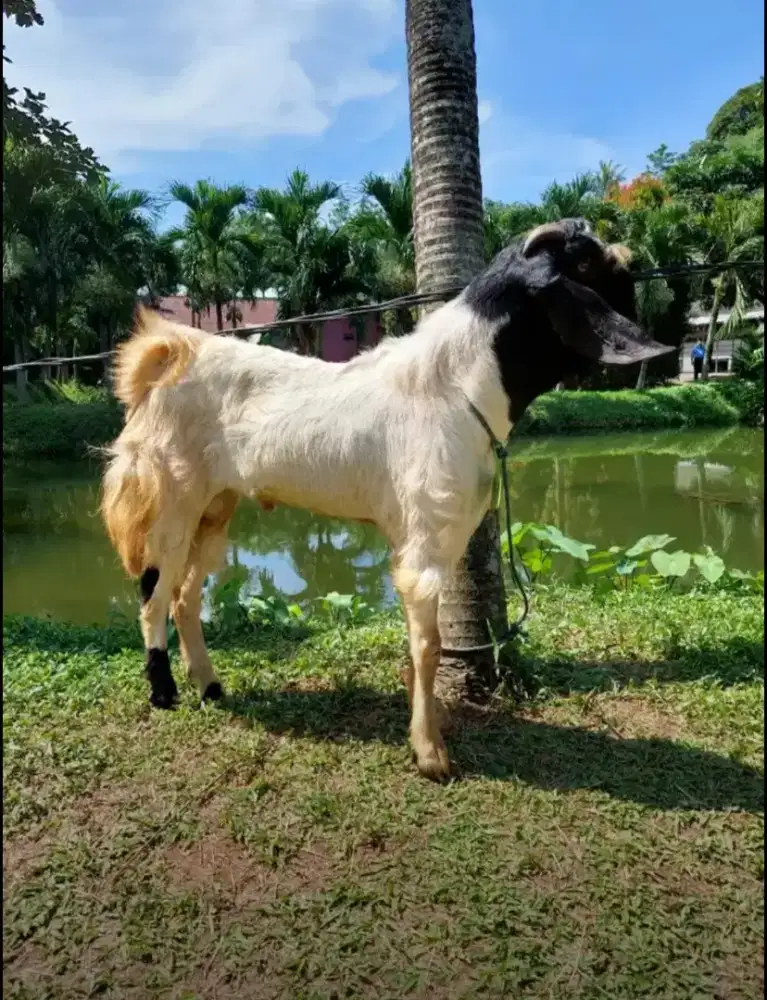 Jual Kambing Aqiqah Murah / Kambing dan Domba Jantan dan Betina