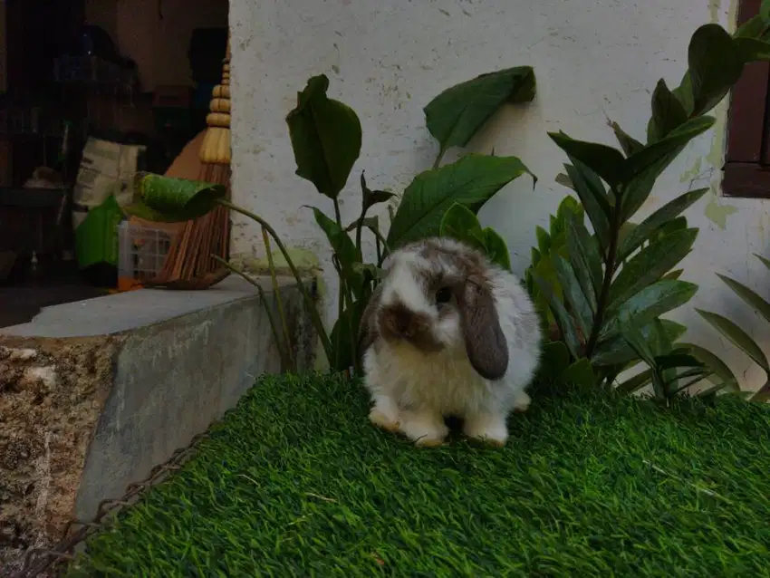 Kelinci Holland Lop