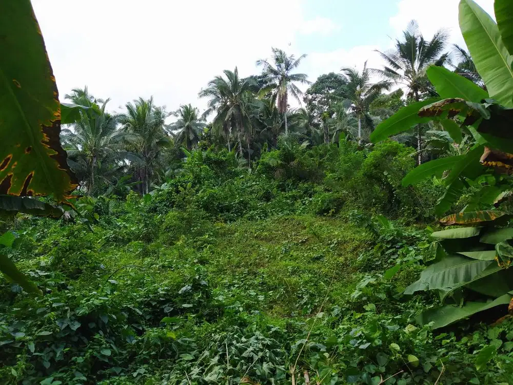 Dijual Tanah di Desa Bajera - kebun durian, kelapa, pisang 16.35 are