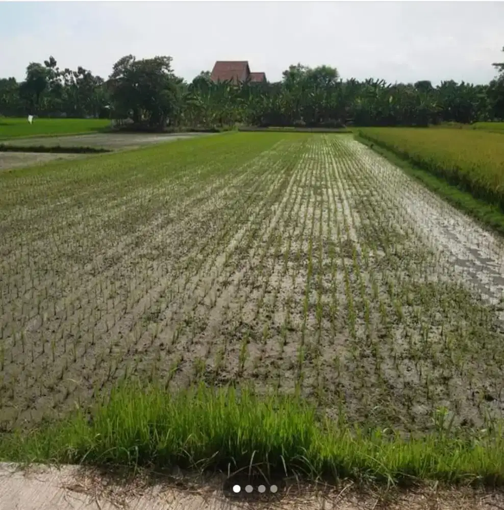 Bismilah Dijual Sawah Pertanian - Tanah - 914396430