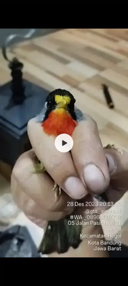 BURUNG PANCAWARNA IMPORT GACOR PURTOTAL RAWATAN SIMPLE MULUS RAHAYU