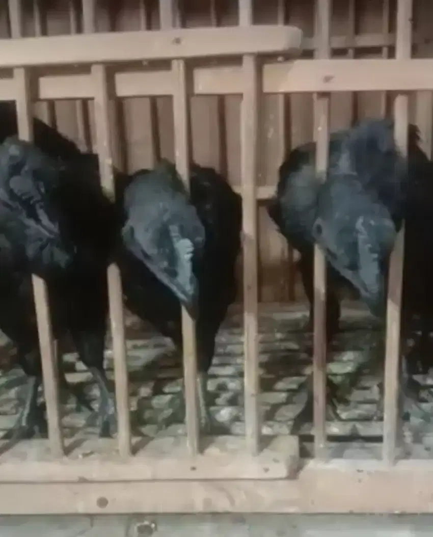 Di jual Anakan Ayam Hitam Cemani Usia 2 bulan ke atas