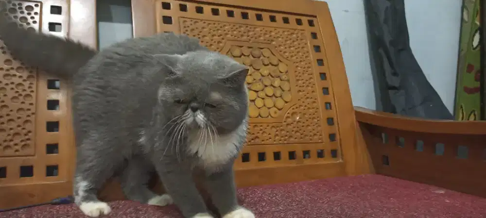 Pacak Exotic short hair