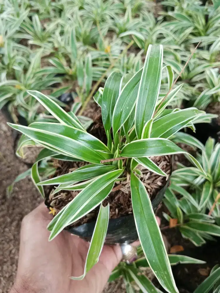 Pohon lili paris umbi