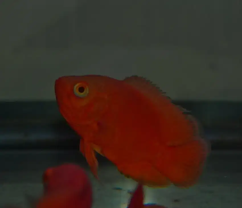 Ikan oscar red chili