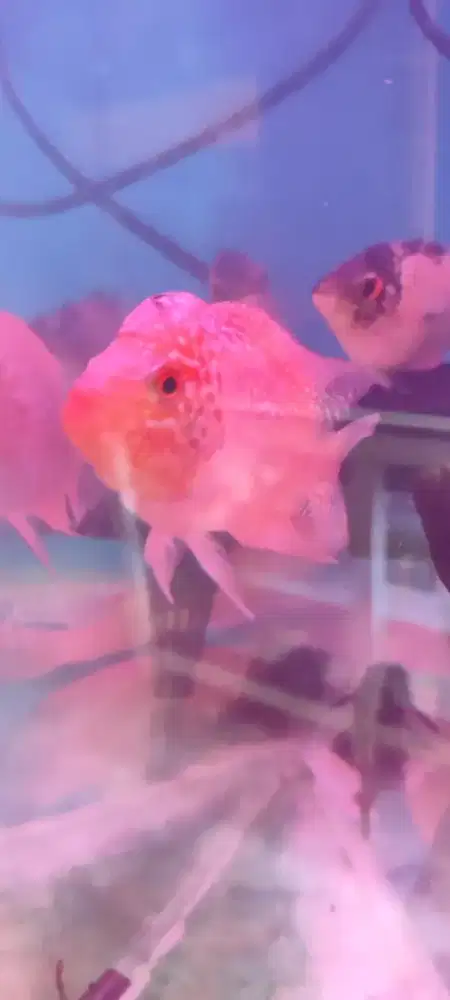 Ikan louhan golden base