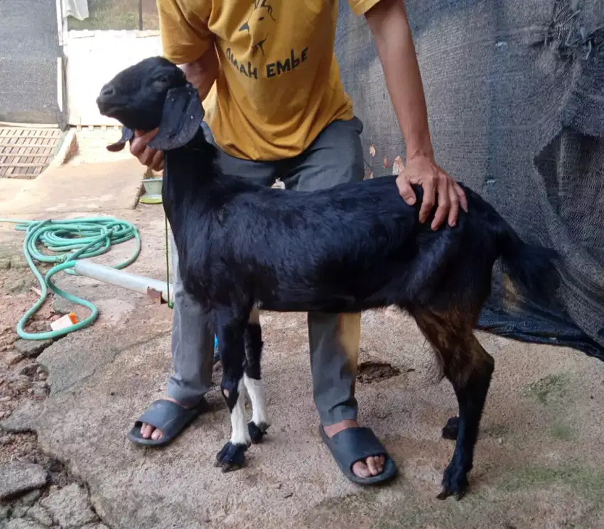 Kambing aqiqah-qurban-nazar dan kambing guling 2025
