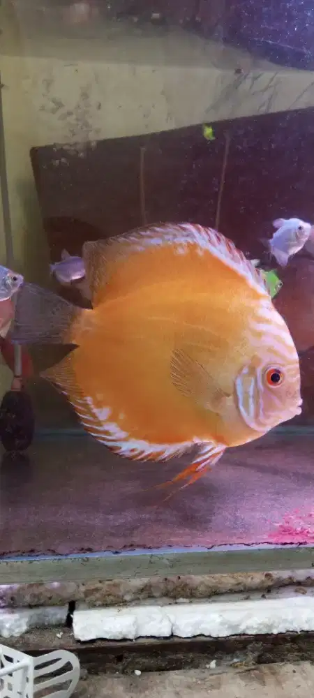 5,5in Discus Marlboro Yellow