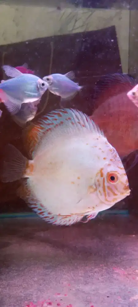 5in Discus White Butterfly