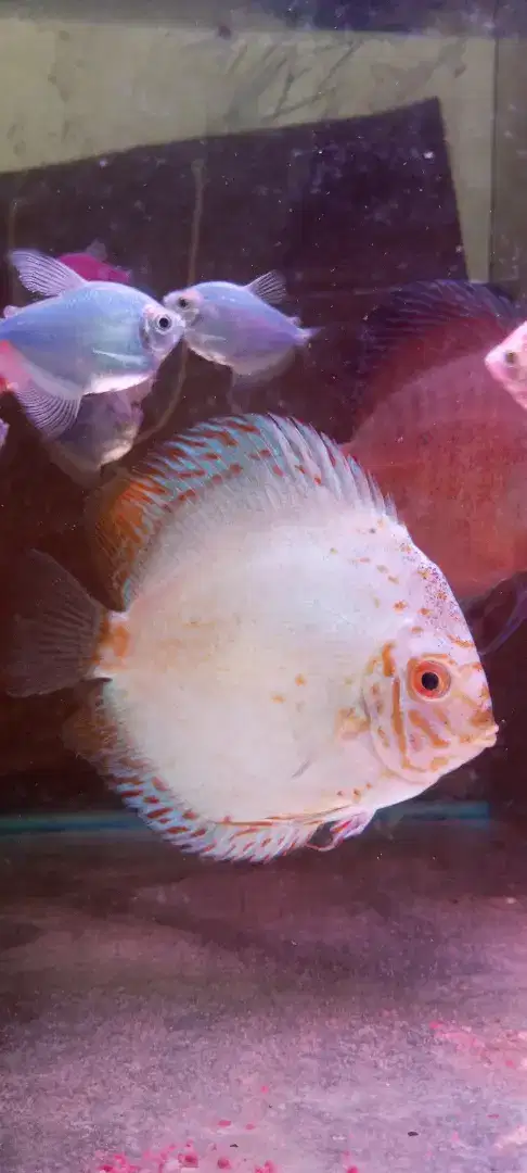 5,5in Discus White Butterfly