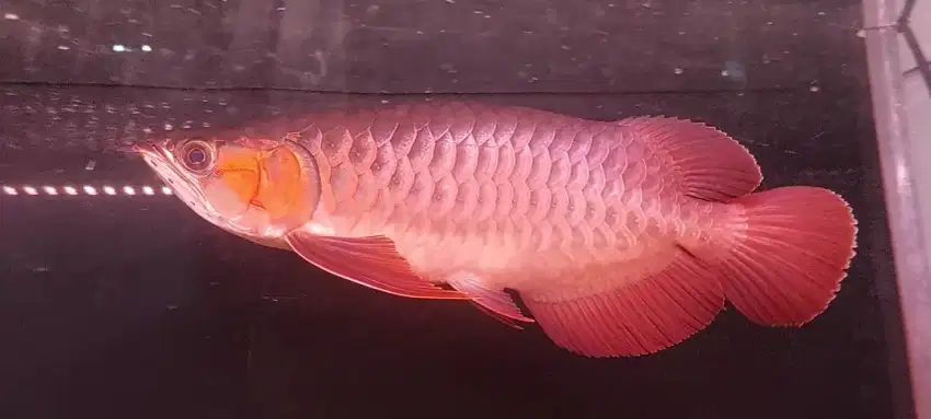 Arowana super red sort body 35cm