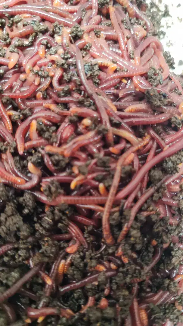 Cacing lumbricus rubellus LR
