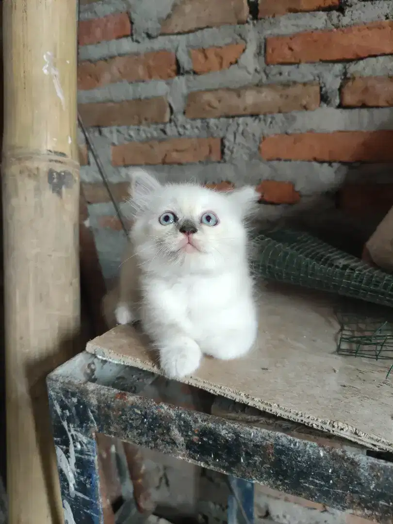 Kucing persia lucu gemesin suka main usia 3 bulan