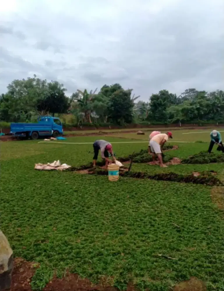 Jual berbagai jenis rumput