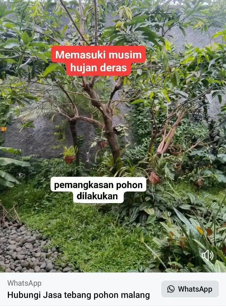 Pangkas pohon mangga