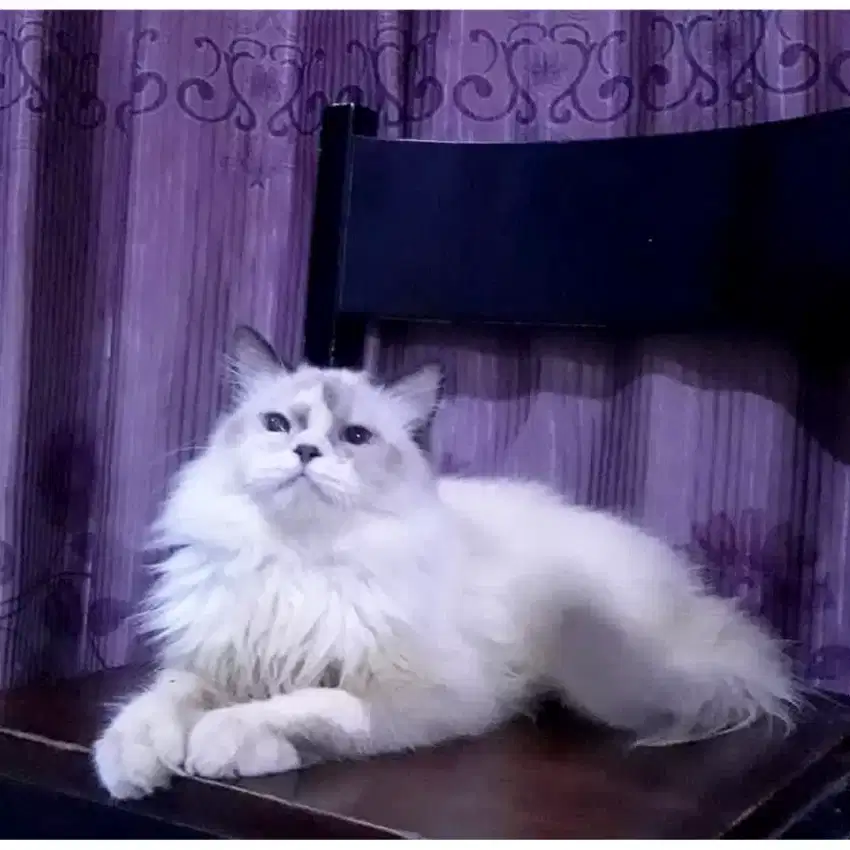 Kucing Ragdoll (Jantan) Karakter Special