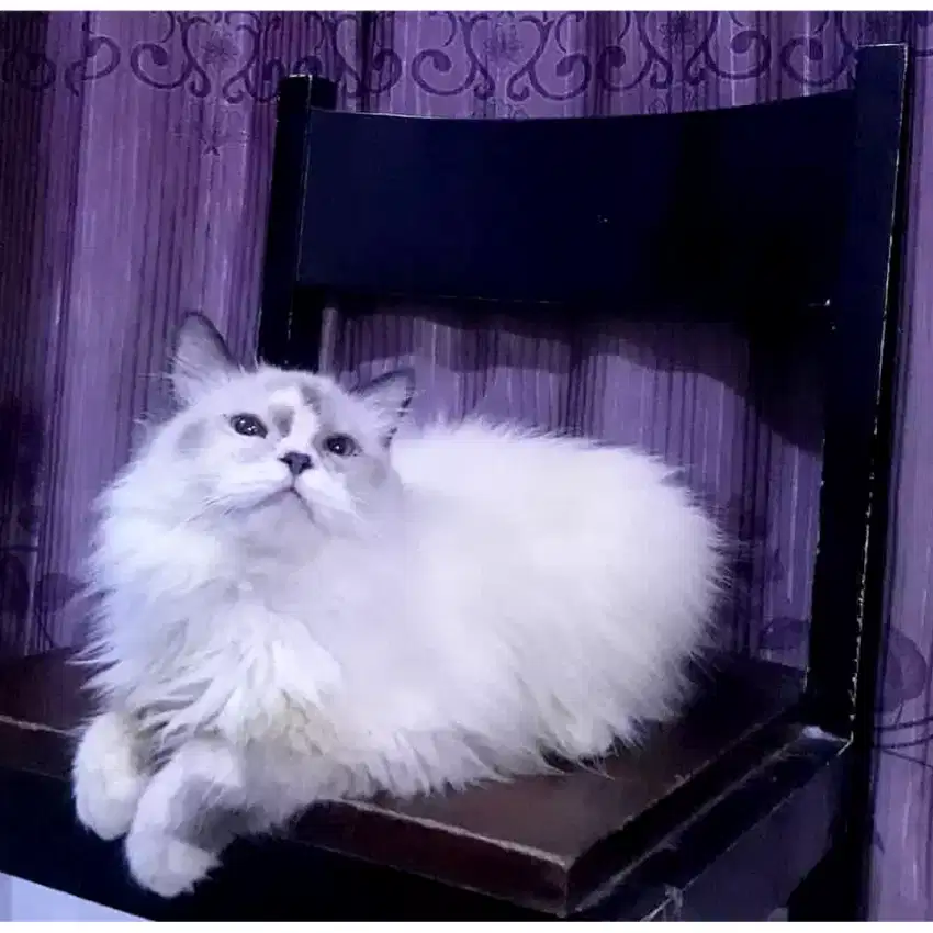 Kucing Ragdoll Pure (Jantan) Karakter Menggemaskan