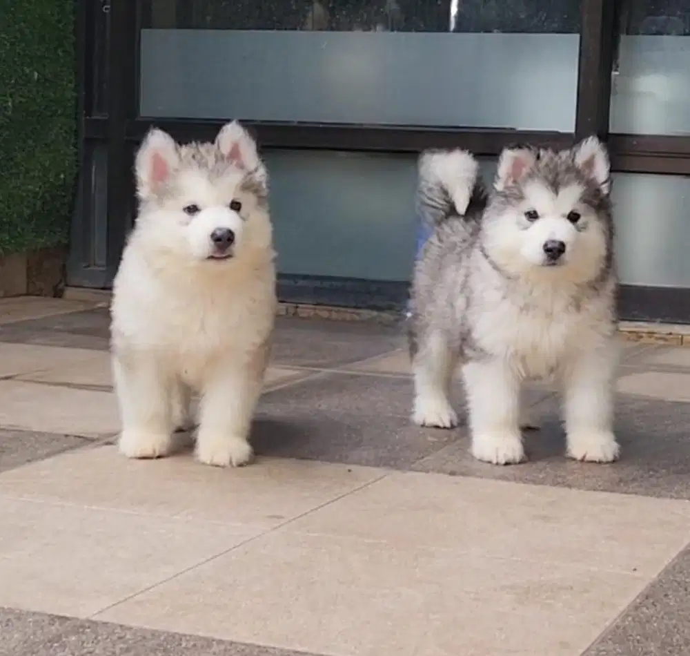 Malamute olx best sale