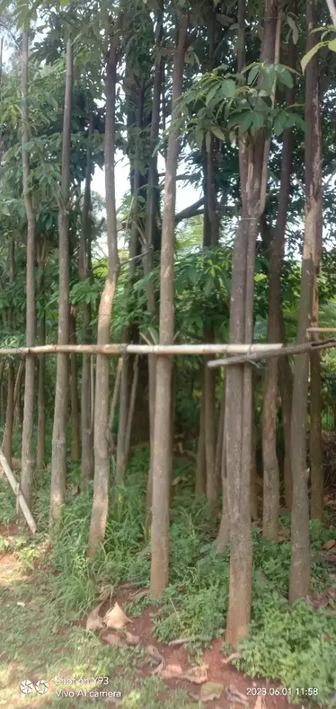 Pohon pule tunggal dan bruping