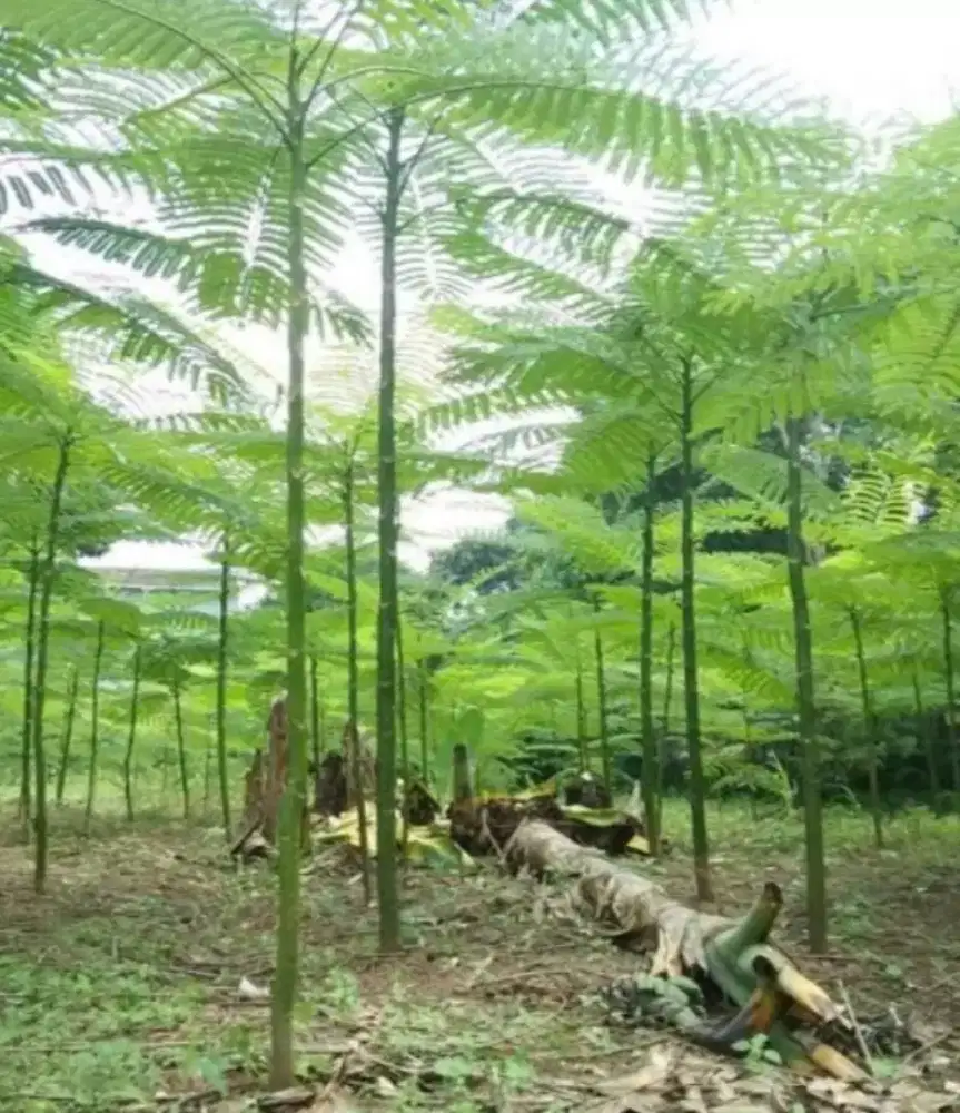 Pohon solobiyum atau pakis brazil
