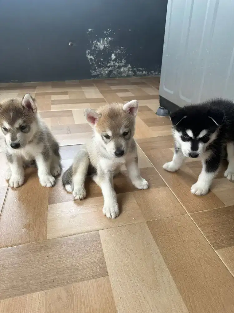 Anak Anjing Siberian Husky - Hewan Peliharaan - 914798021