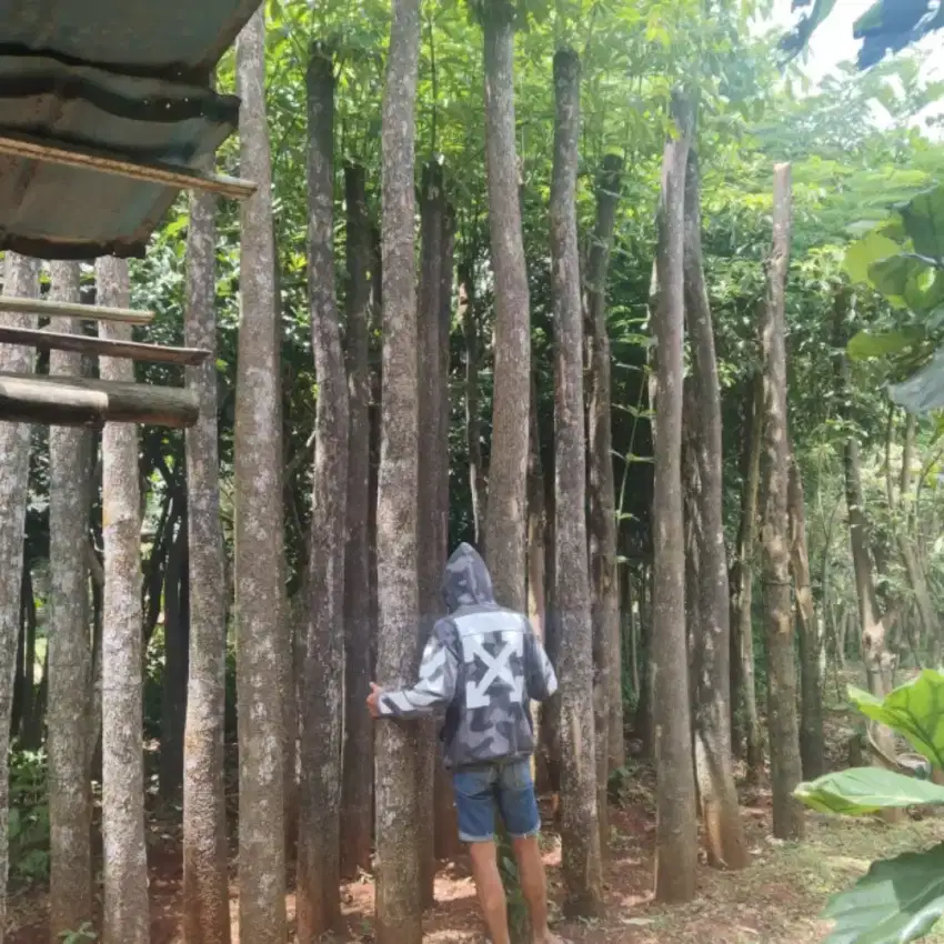 Pohon pule putih tunggal 4 meter siap kirim