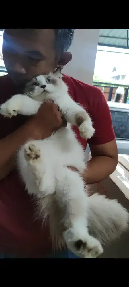 Kucing persia ragdoll betina simetris proven